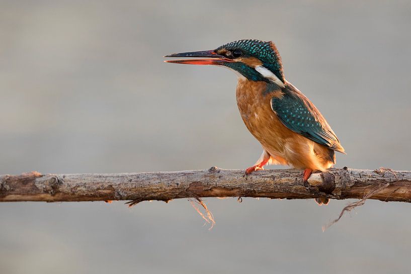 kingfisher female by Wim Wilmers