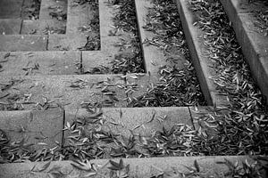 Real Life Stillleben Blätter auf einer Treppe in schwarz-weiß von Lilian Bisschop