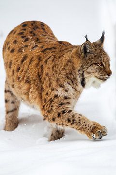 Lynx (Lynx lynx) sur Dirk Rüter