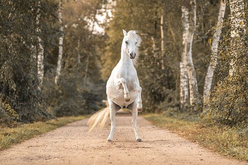 Paard De Kracht van Tederheid Natuur En kleine Pony