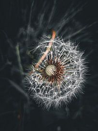 Paardenbloem in de kunst