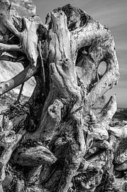 Tree root on the chalk cliffs on Mön, Denmark by Christoph Jirjahlke