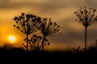 Sonnenuntergang Hogweed von Neil Kampherbeek Miniaturansicht
