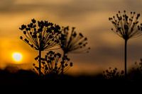 Sonnenuntergang Hogweed