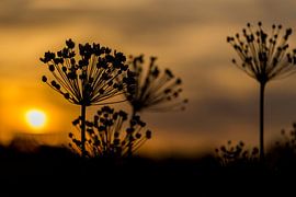 Sonnenuntergang Hogweed von Neil Kampherbeek