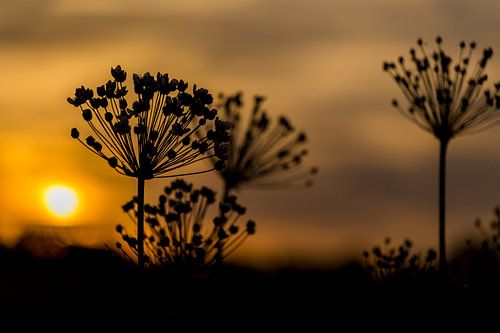 Zonsondergang berenklauw