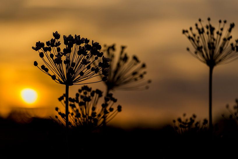 Sonnenuntergang Hogweed von Neil Kampherbeek