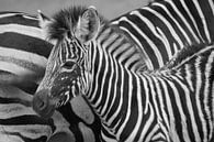 Zebra von Carla Mesken-Dijkhoff Miniaturansicht