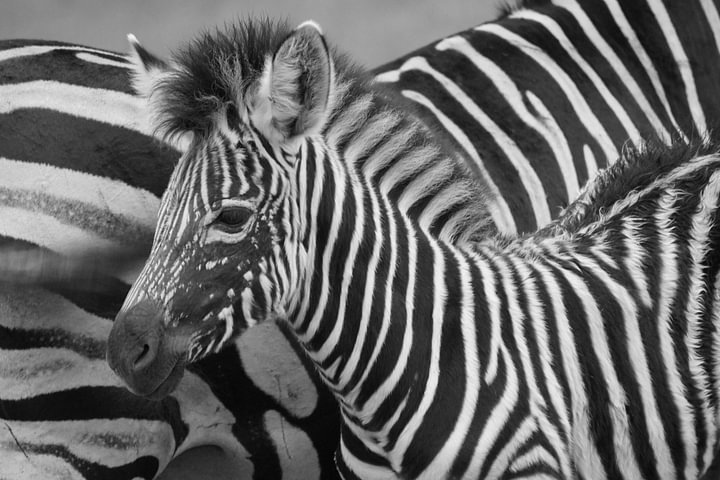 Zebra von <span class="secondary-font">Carla Mesken-Dijkhoff</span>