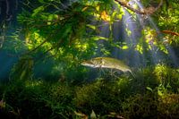 Snoek in de jungle
