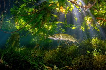 Snoek in de jungle van Filip Staes