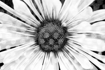 Fleur blanche en noir et blanc avec effet artistique sur Lisette Rijkers