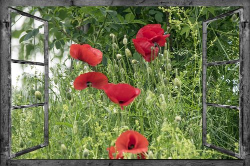 Window view - papavers