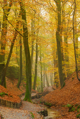 Golden beeches above a wooded ravine