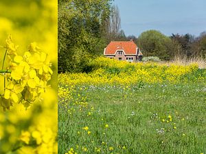 Landschaft mit Raps