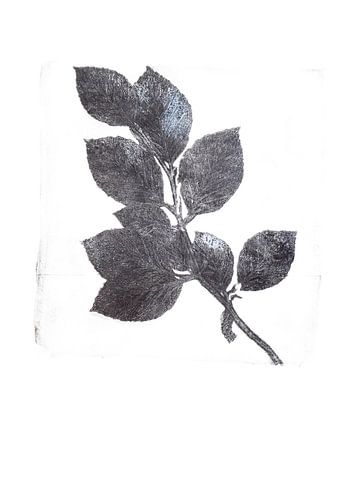 Botanische afdruk Berken tak