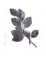 Botanische afdruk Berken tak van Angela Peters thumbnail