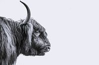 Scottish Highlander bull
