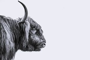Schottischer Highlander-Bulle
