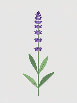 Lavendelstängel Illustration von Giandra Safaraz
