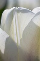 Witte tulp