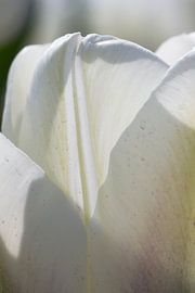 Witte tulp by Arjan van der Beek