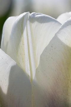 Witte tulp van Arjan van der Beek