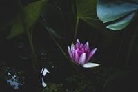Lily