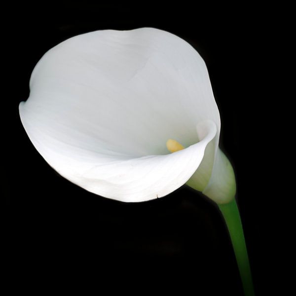 Aronskelk van Marian Waanders