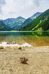 Blick über den Vilsalpsee mit Ente auf die Alpen in Österreich