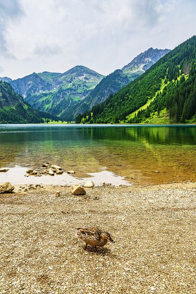 Blick über den Vilsalpsee mit Ente auf die Alpen in Österreich von Rico Ködder