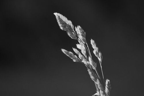 Gras