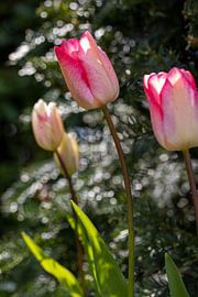 Tulips in portrait format by Ali Mahboubian