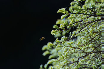 L'appel du printemps