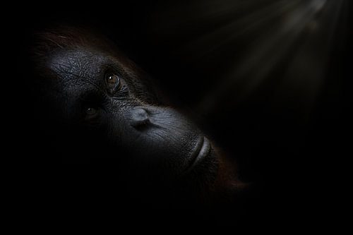 Wakkere orang-oetan in rust met spannend licht van rechts