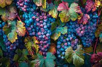 Grapes on vine