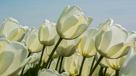 DE witte tulp. von Cor Pot