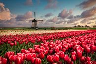 Tulipes et Moulin à vent par Peter Bolman Aperçu