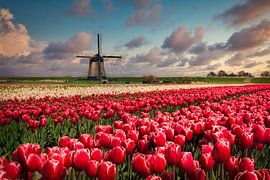 Tulpen und windmühle von Peter Bolman