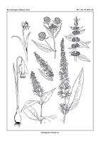 Flores notitia kaart A