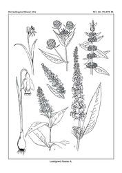 Nachlassfauna A-Karte