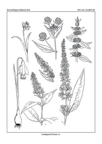 Nachlassfauna A-Karte