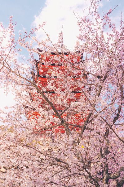 Soft blossoms near a pagoda. by Mickéle Godderis