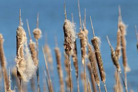 Cattails