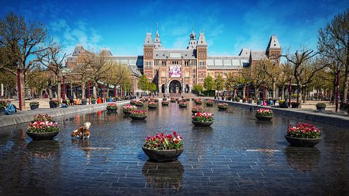 Tulpen aan voor het Rijksmuseum in Amsterdam Museumplein