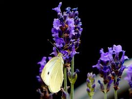 Vlinder op lavendel