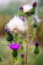 Two seasons on one thistle stalk by Whispering Fields Hageland