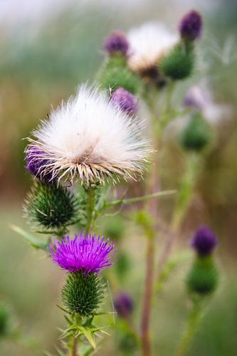 Deux saisons sur une seule tige de chardon