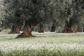 Oliviers sur tapis de fleurs sur Mario Creanza