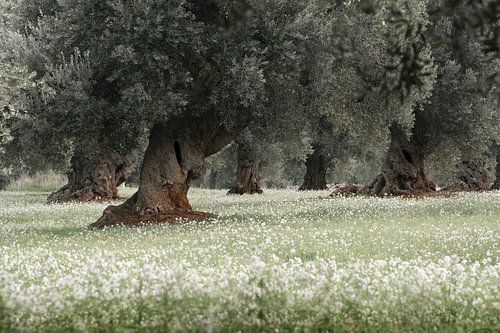 Olive trees on flower carpet